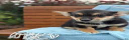 Welsh Corgi Pembroke dogs for sale: Josie - Ad 15