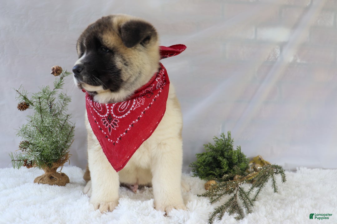 Akita dogs for sale: Trevor - Ad 16