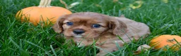 Cavalier King Charles Spaniel dogs for sale: Victor - Ad 2