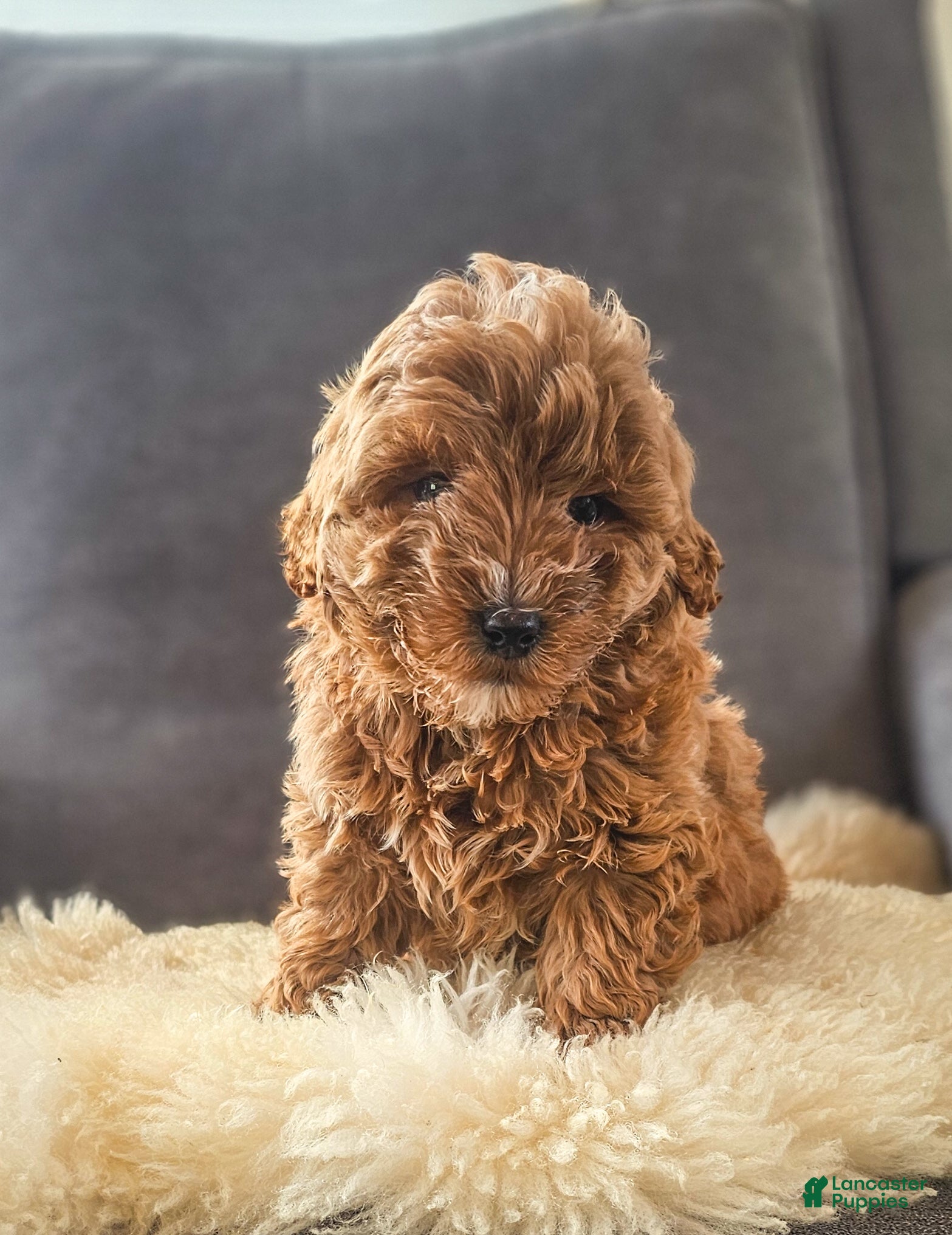 Mini Goldendoodle dogs Duke - Ad 22