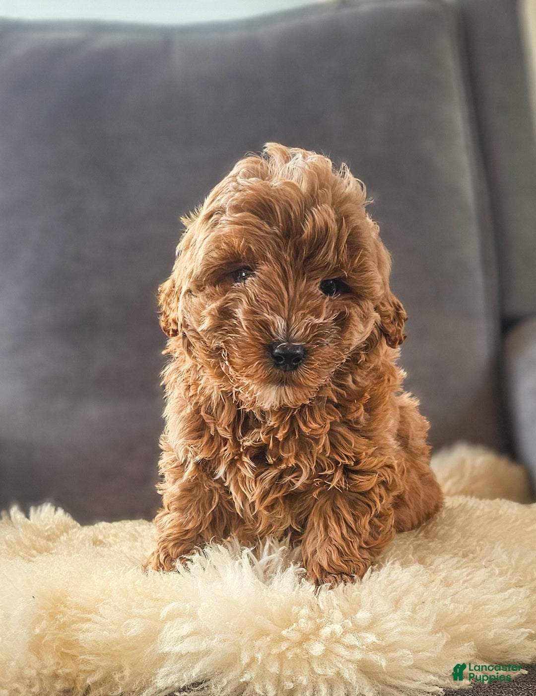 Mini Goldendoodle dogs for sale: Duke - Ad 3