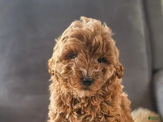 Mini Goldendoodle dogs Duke - Ad 22