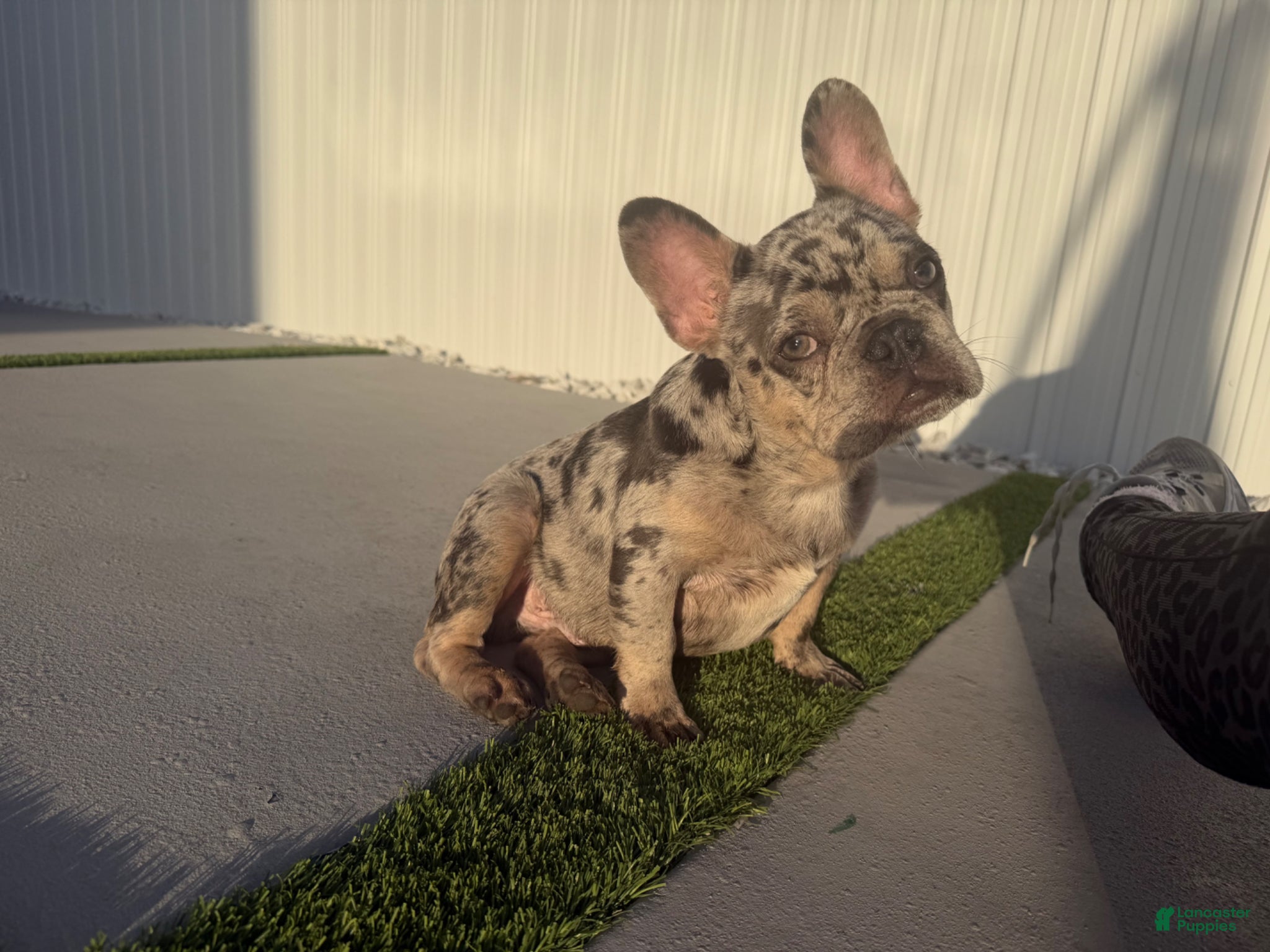 French Bulldog dogs French Bulldog Puppy 5 - Ad 1