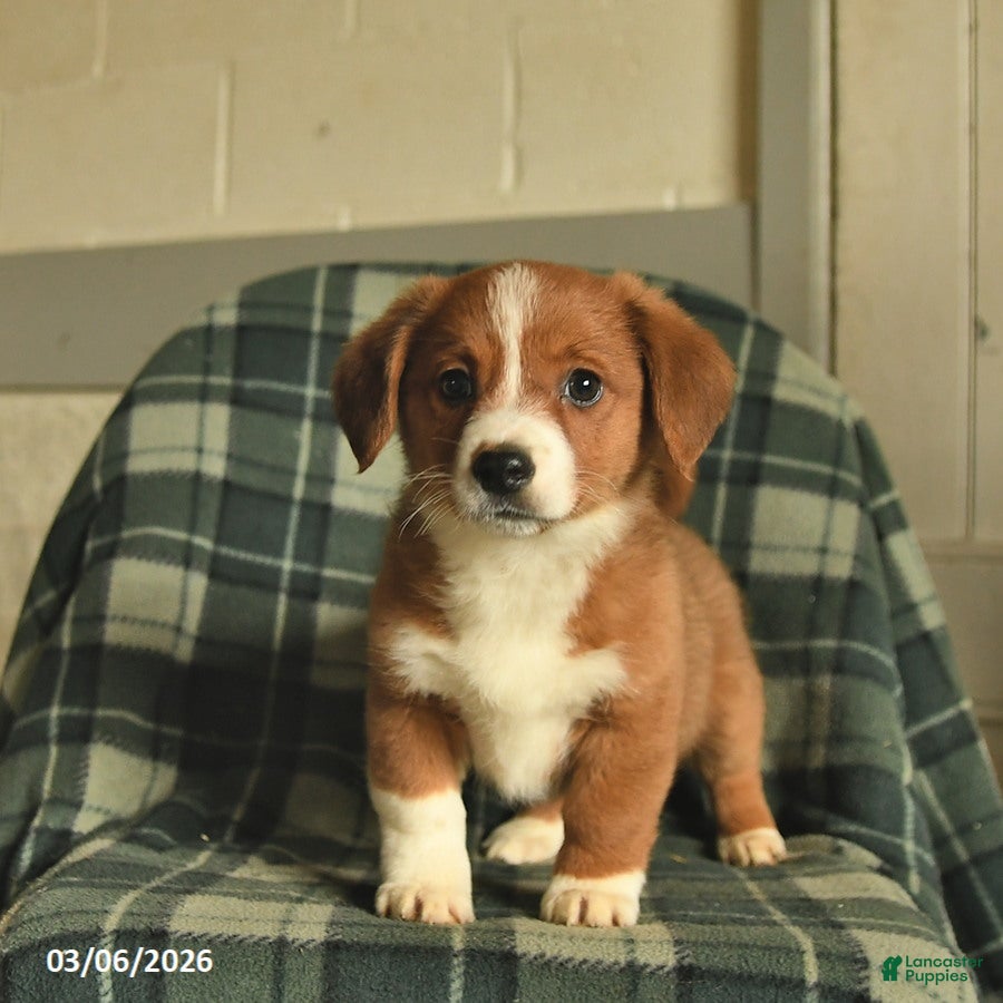 Mixed Breed dogs Lady - Ad 1