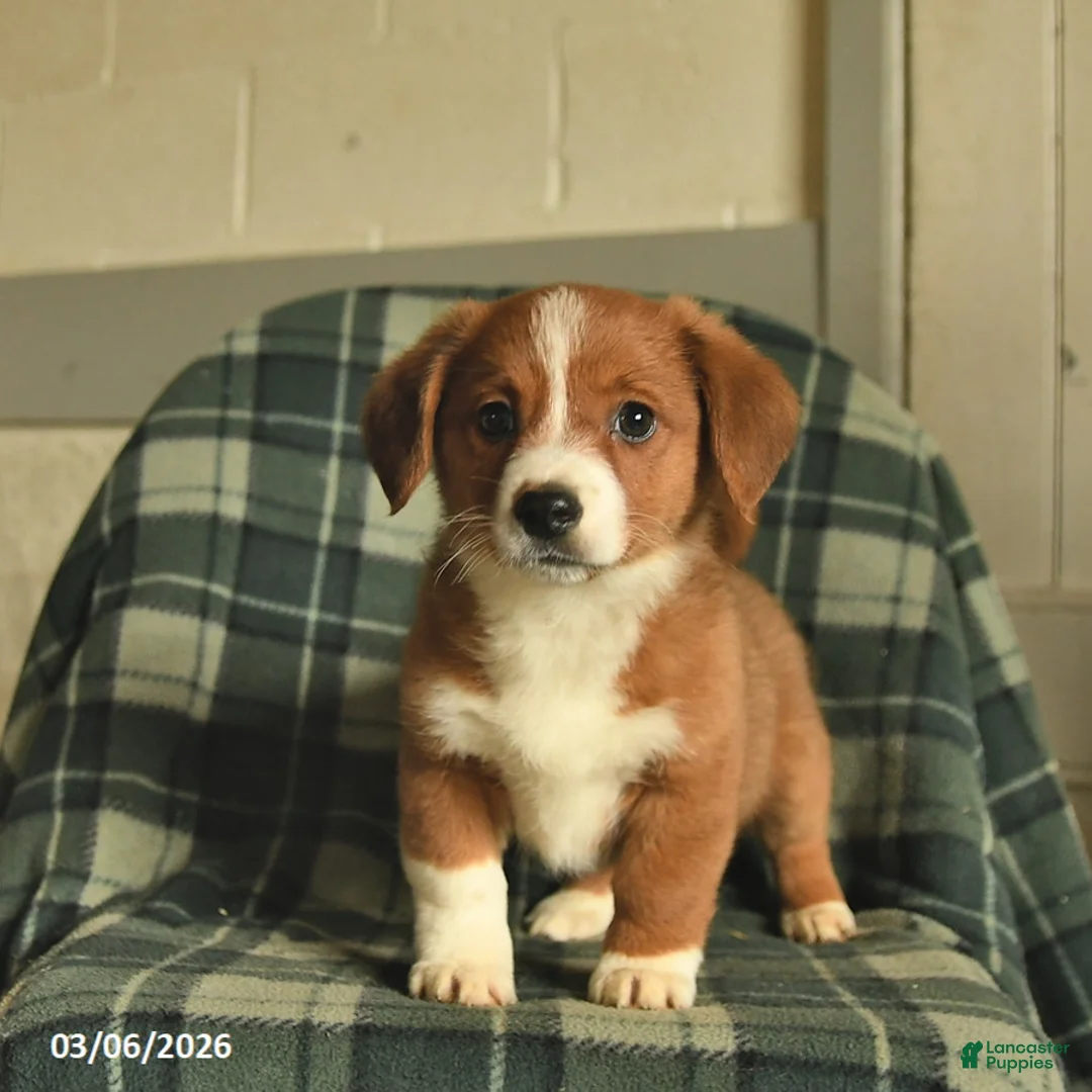 Mixed Breed dogs for sale: Lady - Ad 1