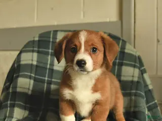 Mixed Breed dogs for sale: Lady - Ad 3