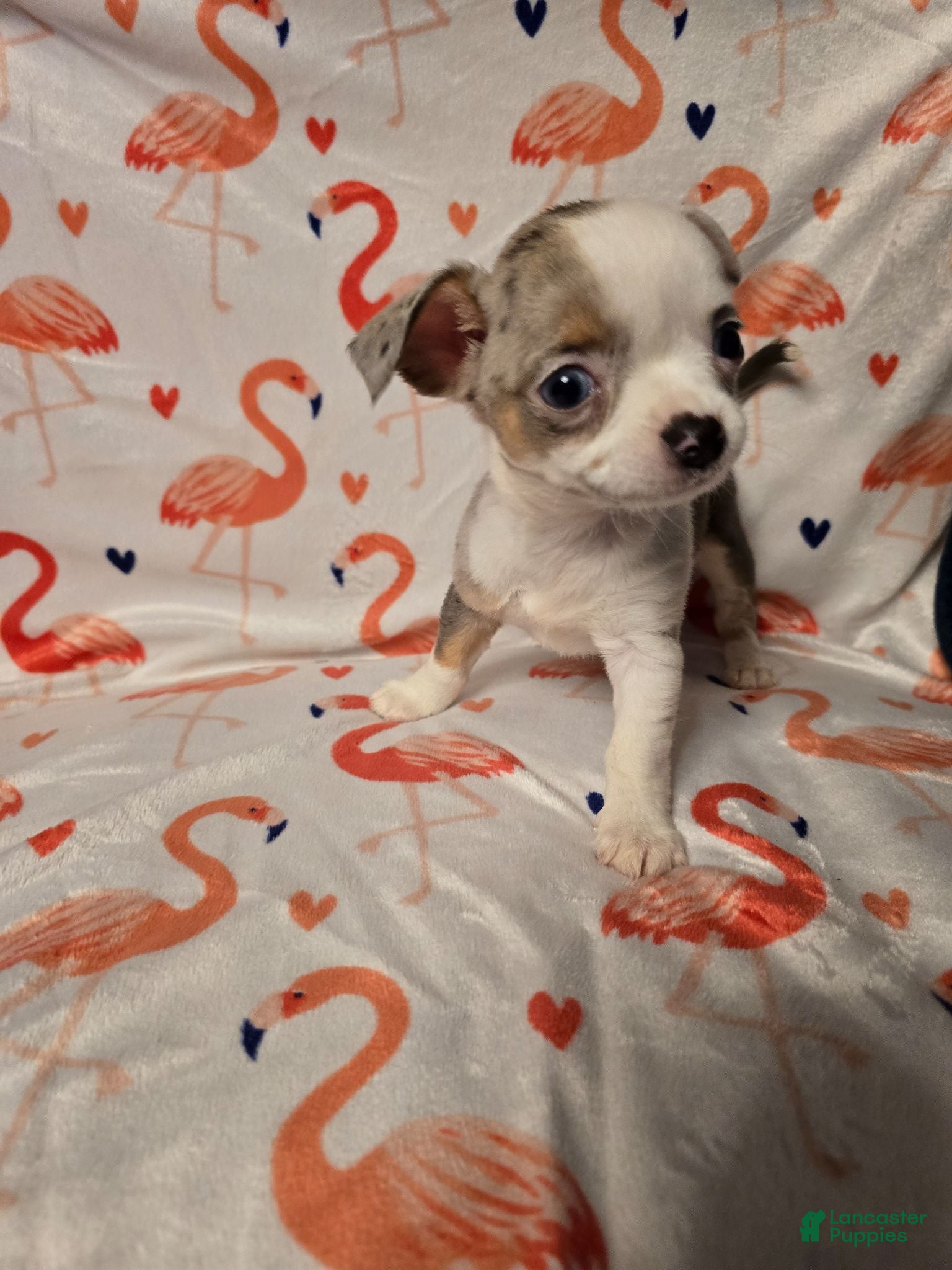 Chihuahua dogs for sale: Girl Merle - Ad 3