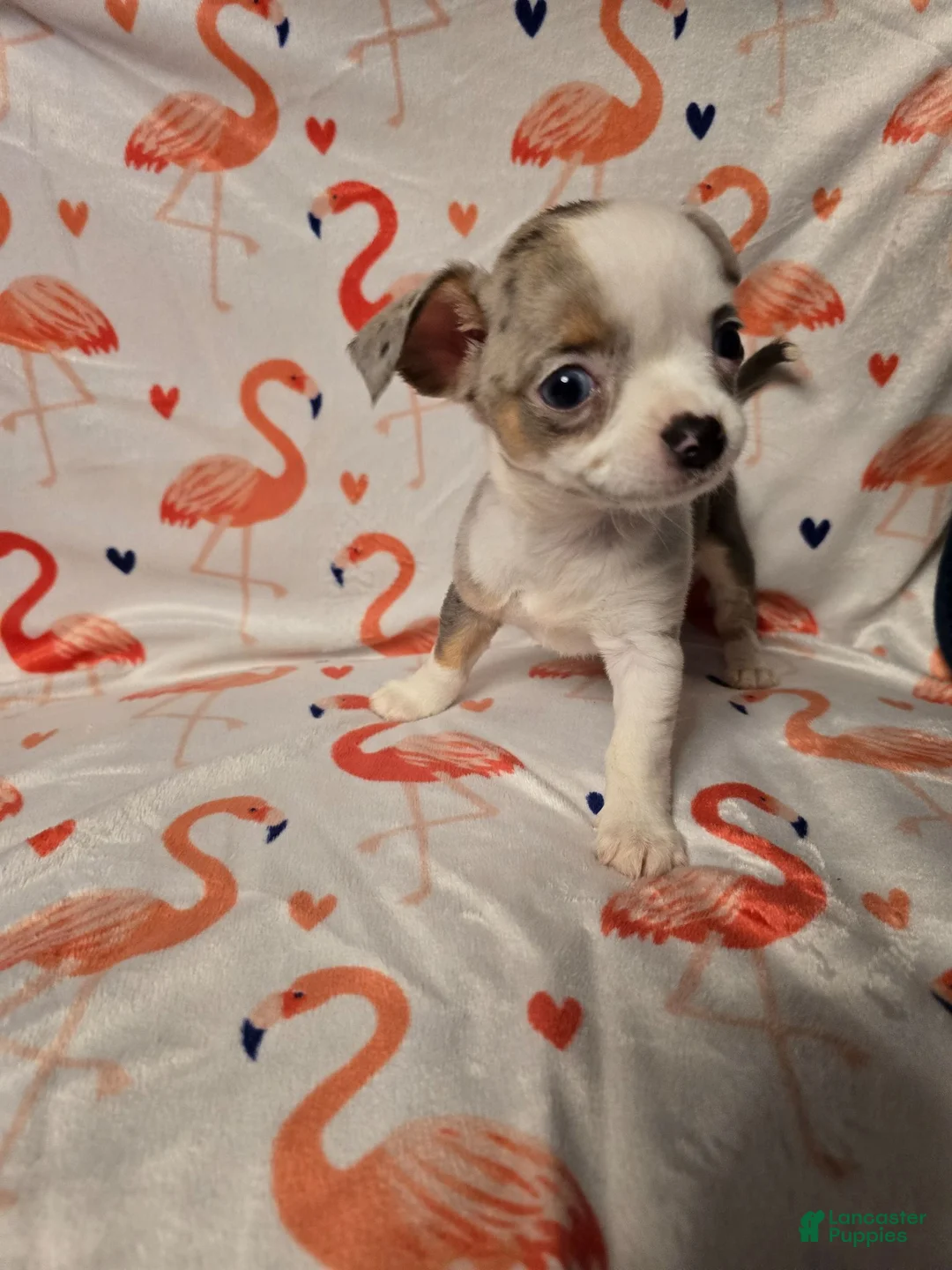 Chihuahua dogs for sale: Girl Merle - Ad 1