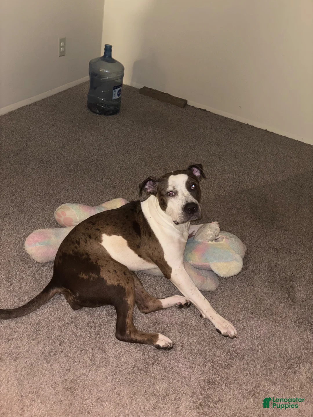 American Bully dogs for sale: Baby Dee - Ad 7