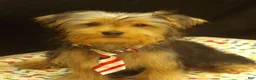 Yorkshire Terrier dogs for sale: Samson - Ad 13