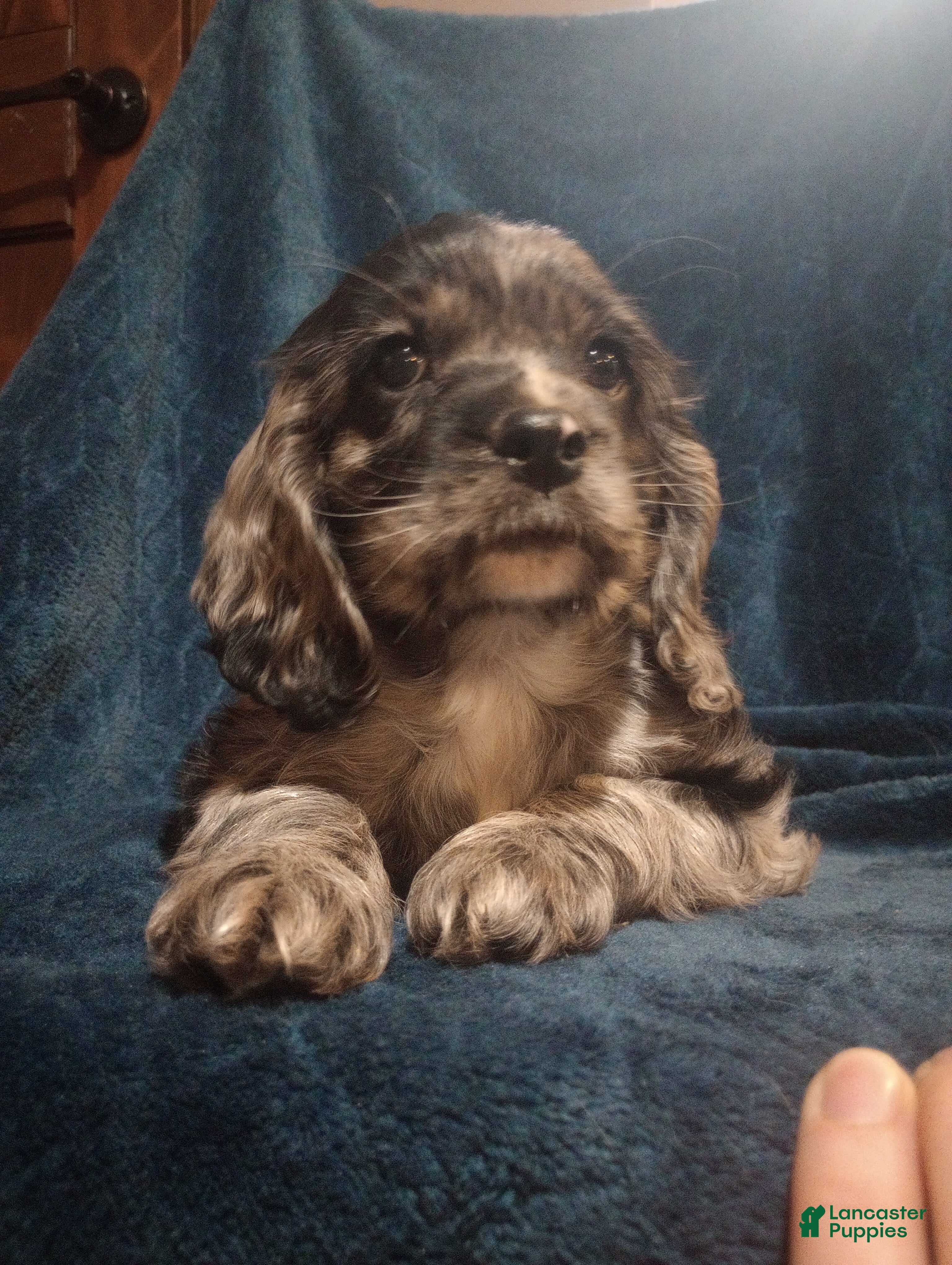 Cocker Spaniel dogs Sunny - Ad 1