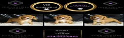 Cavalier King Charles Spaniel dogs for sale: Sonoma - Ad 2