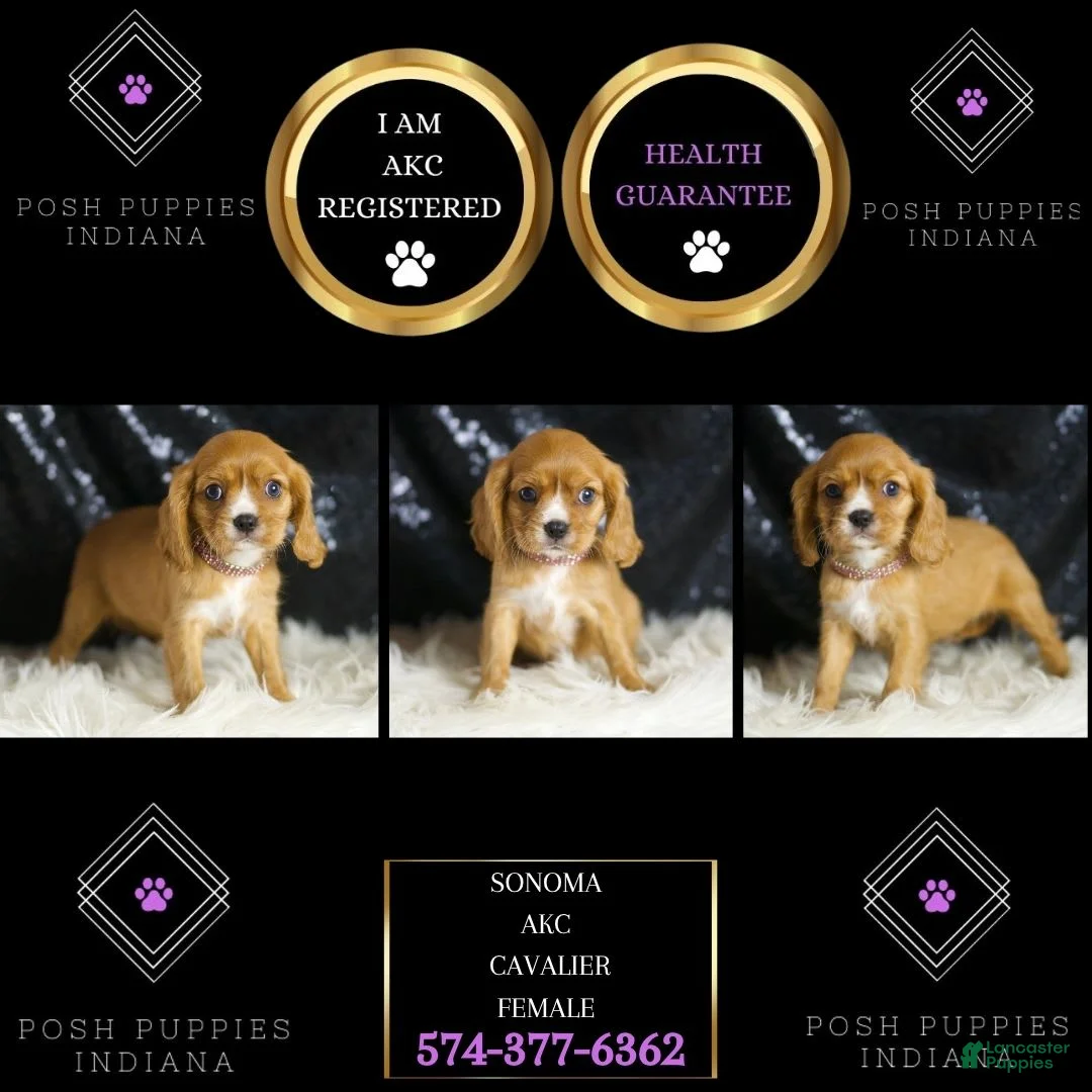 Cavalier King Charles Spaniel dogs for sale: Sonoma - Ad 2