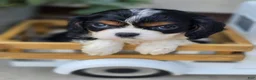 Cavalier King Charles Spaniel dogs for sale: Louie - Ad 3