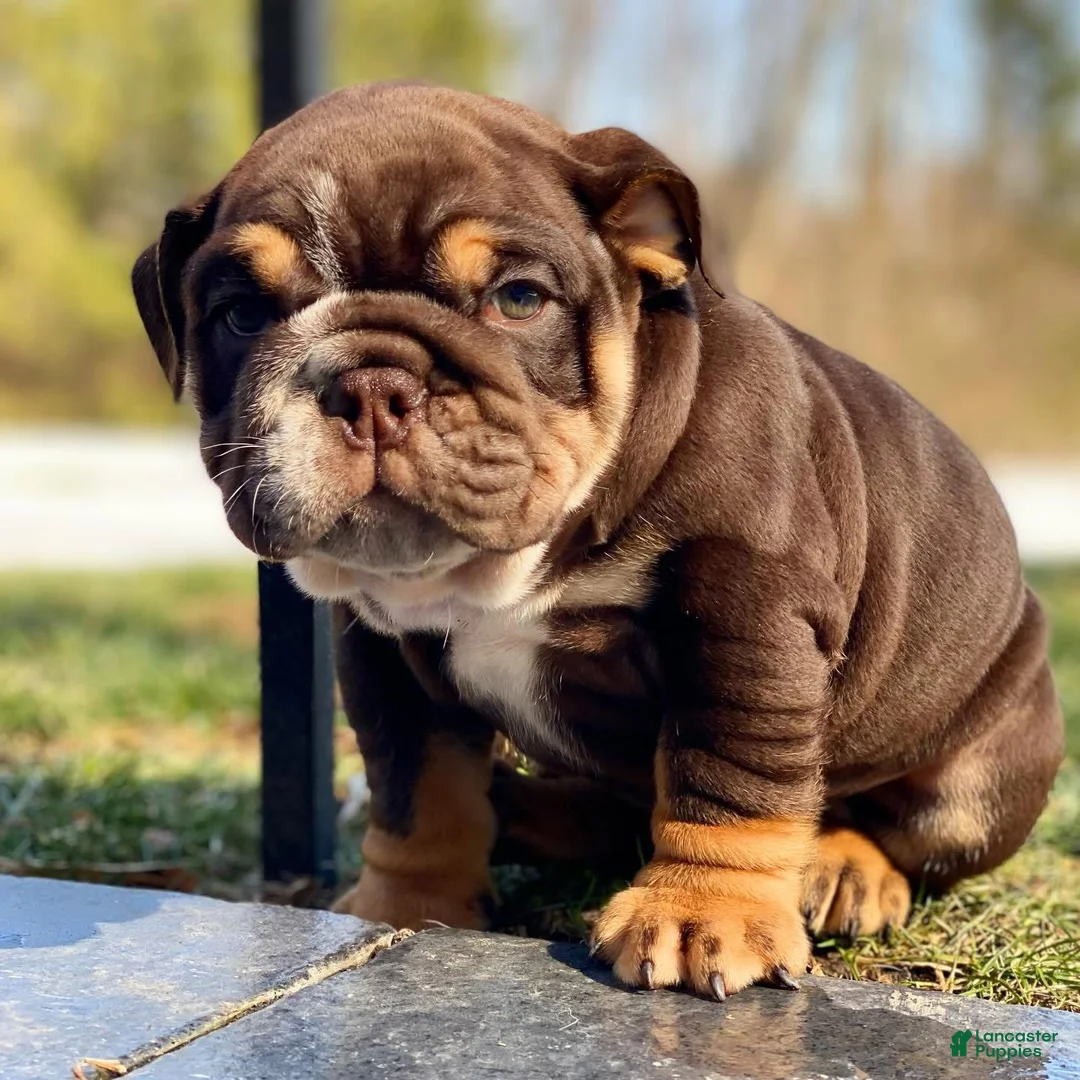 English Bulldog dogs for sale: Valentine - Ad 1