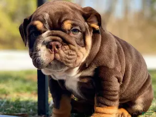 English Bulldog dogs Valentine - Ad 38