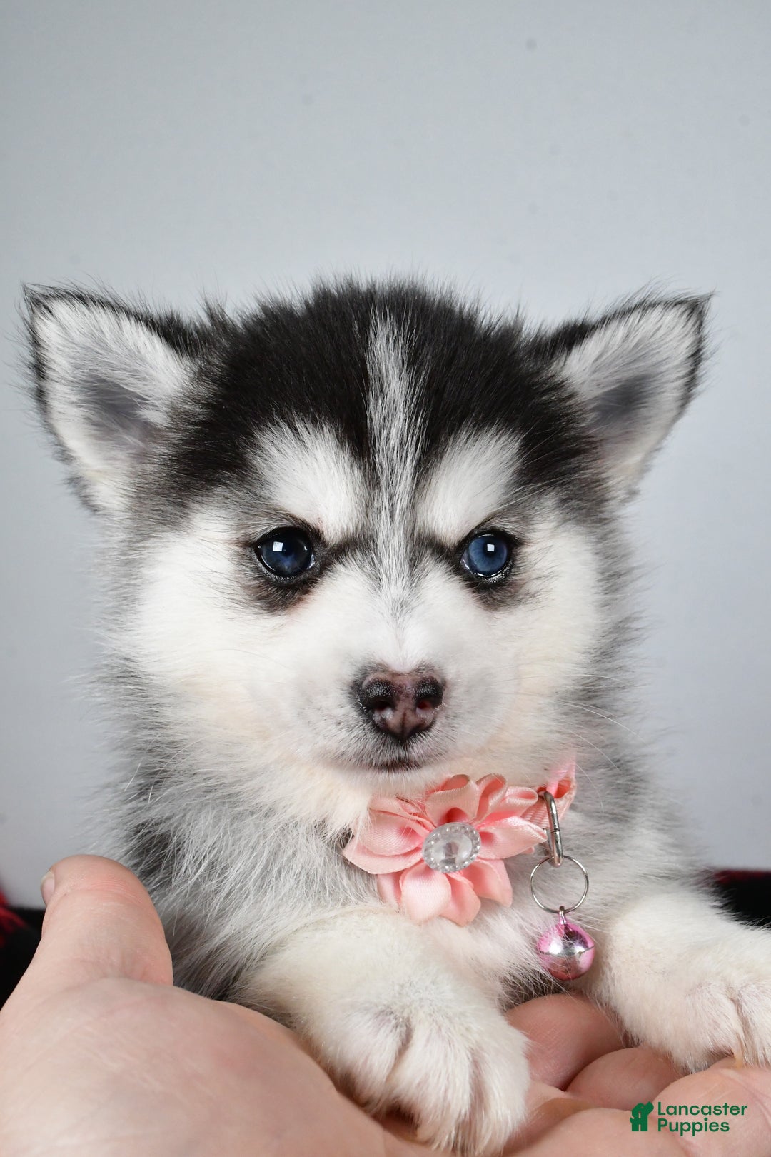 Pomsky dogs for sale: Heather - Ad 5
