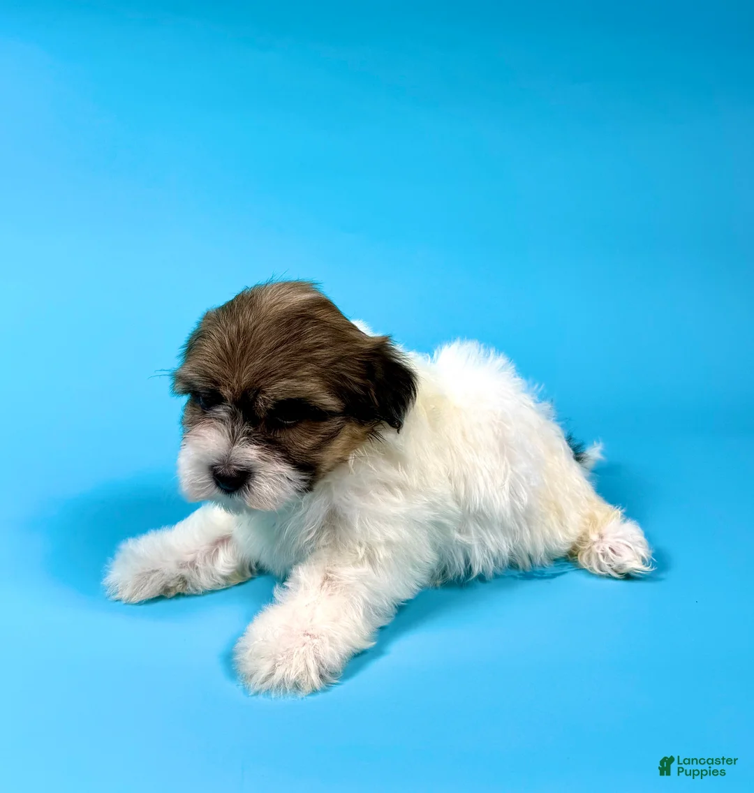 Havanese dogs for sale: VICTOR - Ad 3