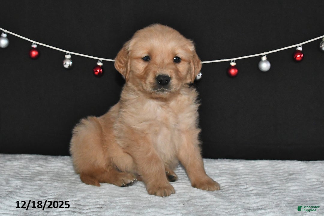 Golden Retriever dogs for sale: Austin - Ad 3