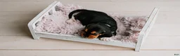 Basset Hound dogs for sale: Kimmie - Ad 2