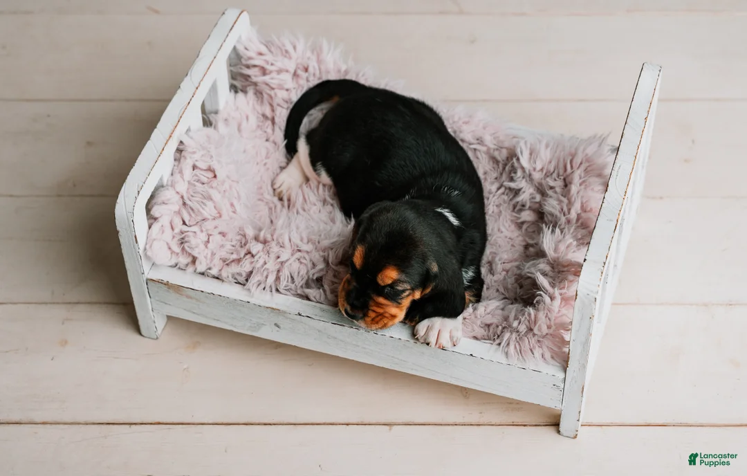 Basset Hound dogs for sale: Kimmie - Ad 2