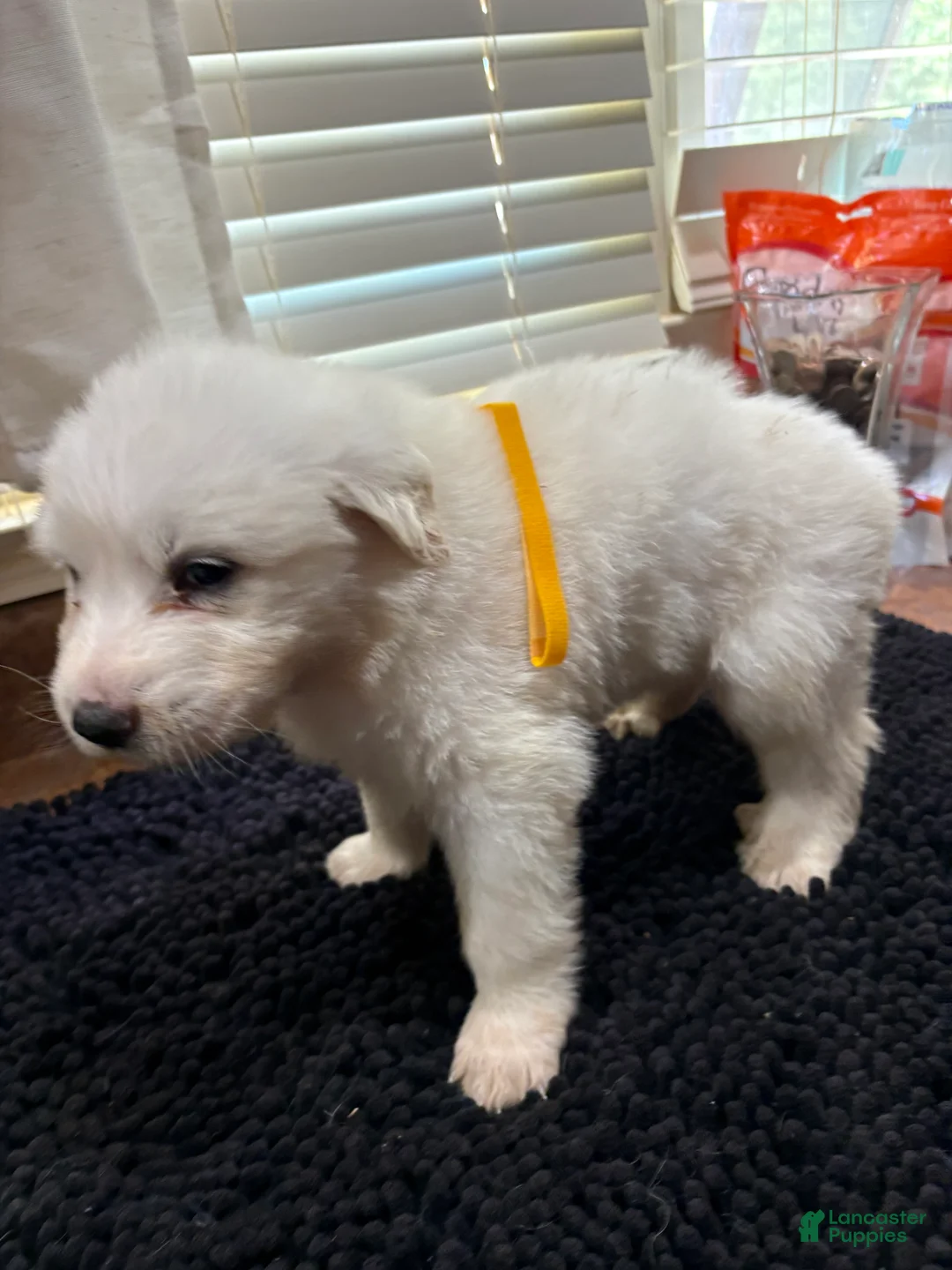 Great Pyrenees dogs for sale: Yellow Girl - Ad 1