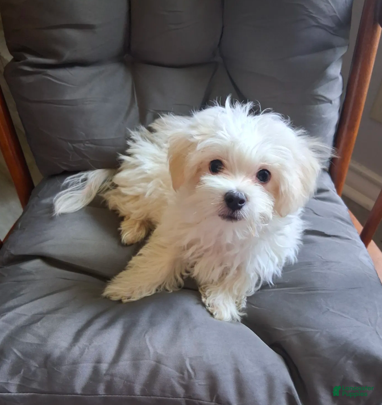 Maltese dogs Silas - Ad 1