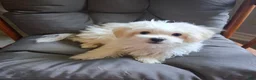 Maltese dogs for sale: Silas - Ad 1