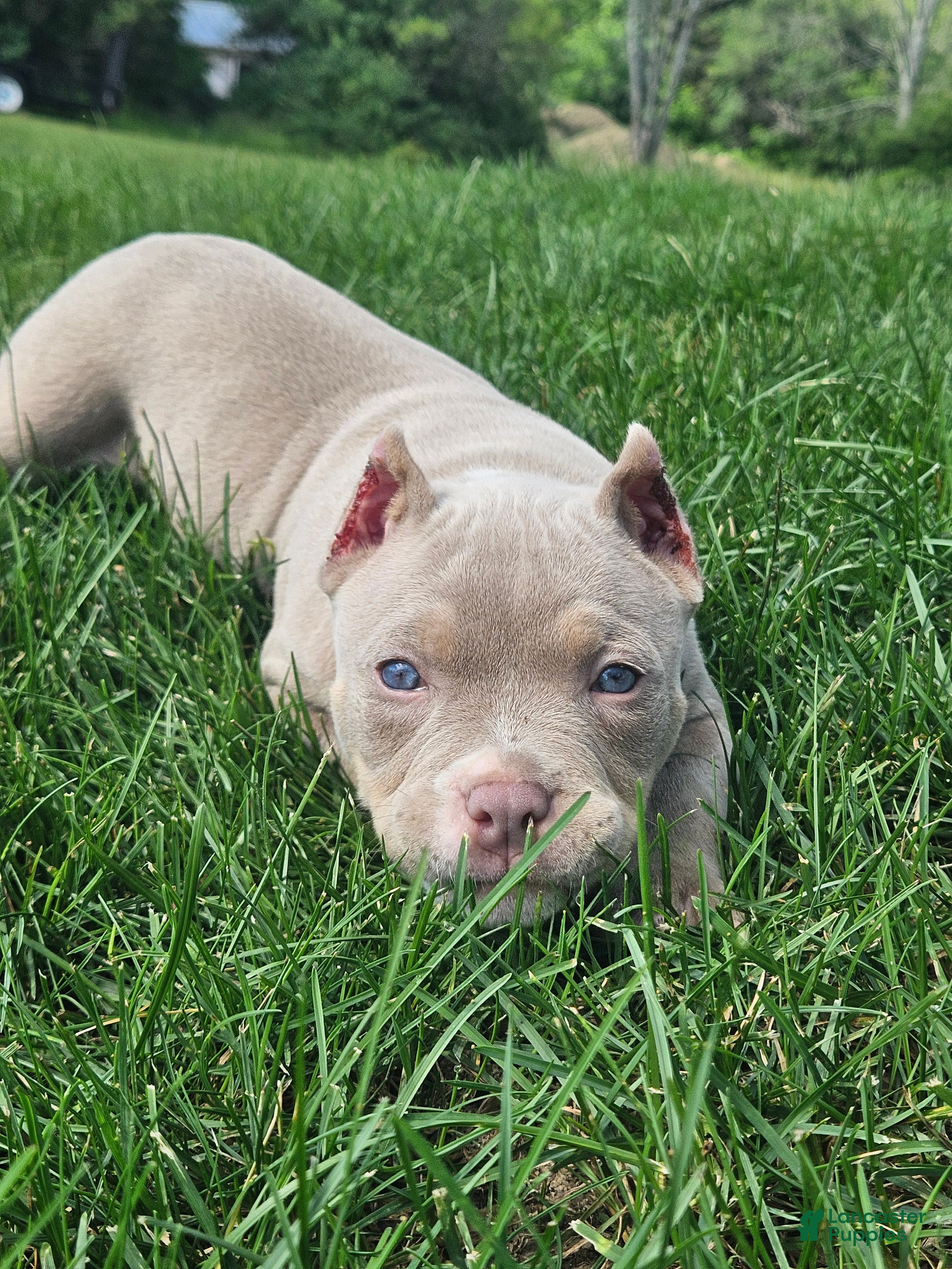 American Bully dogs American Bully - Bongo  - Ad 2