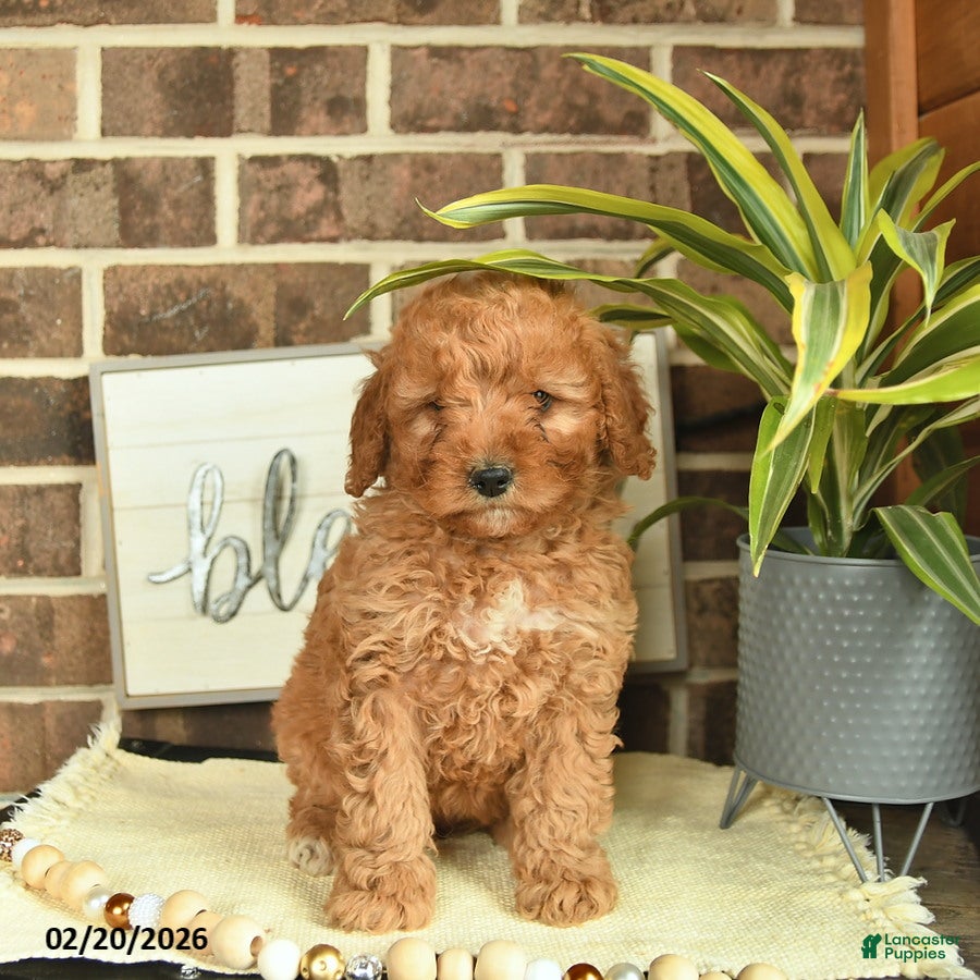 Mixed Breed dogs Olive  - Ad 1