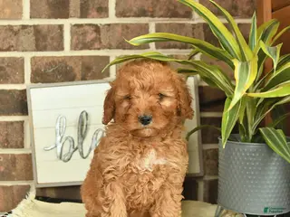 Mixed Breed dogs for sale: Olive - Ad 2