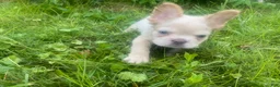 French Bulldog dogs for sale: Marshal  - Ad 2