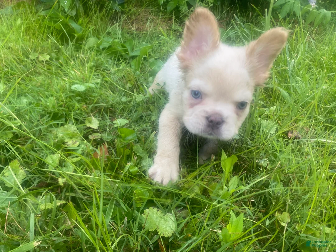 French Bulldog dogs for sale: Marshal  - Ad 2
