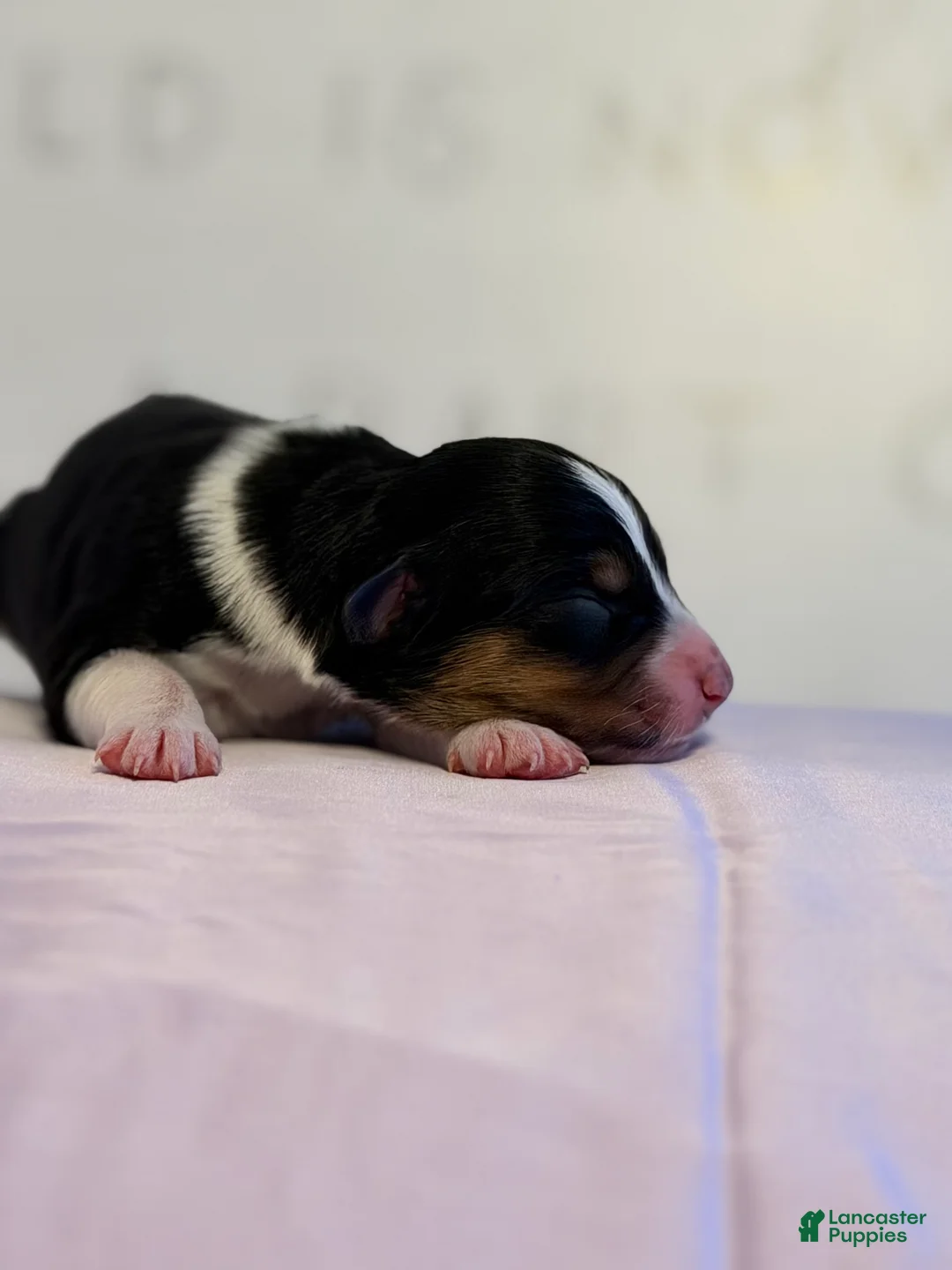 Australian Shepherd dogs for sale: Australian Shepherd Puppy 8 - Ad 2