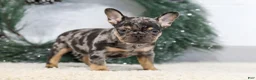 French Bulldog dogs for sale: Ford - Ad 6