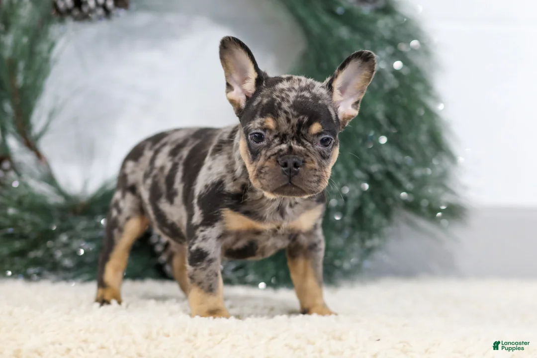 French Bulldog dogs for sale: Ford - Ad 6