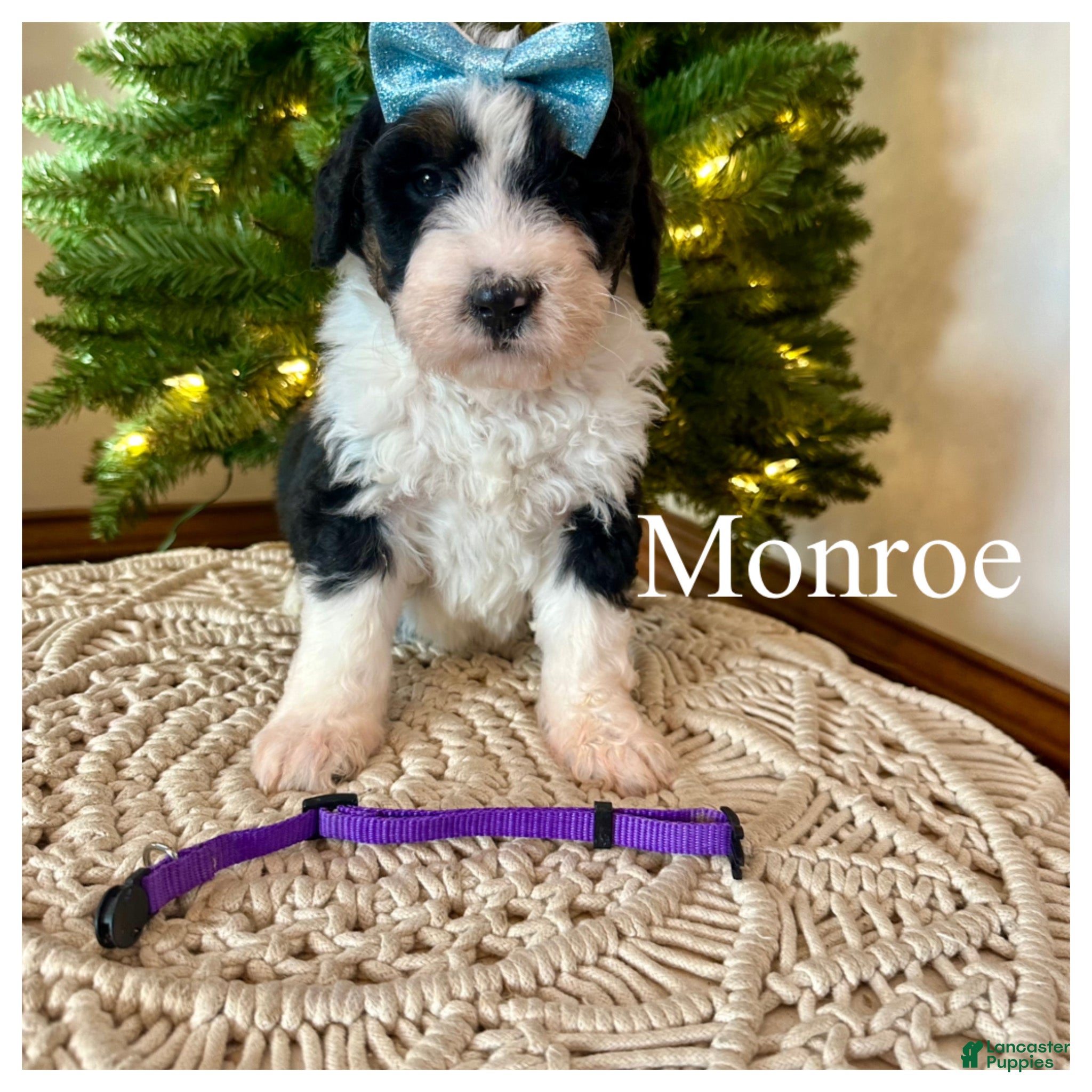 Mini Bernedoodle dogs Monroe - Ad 23