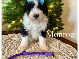 Mini Bernedoodle dogs Monroe - Ad 37