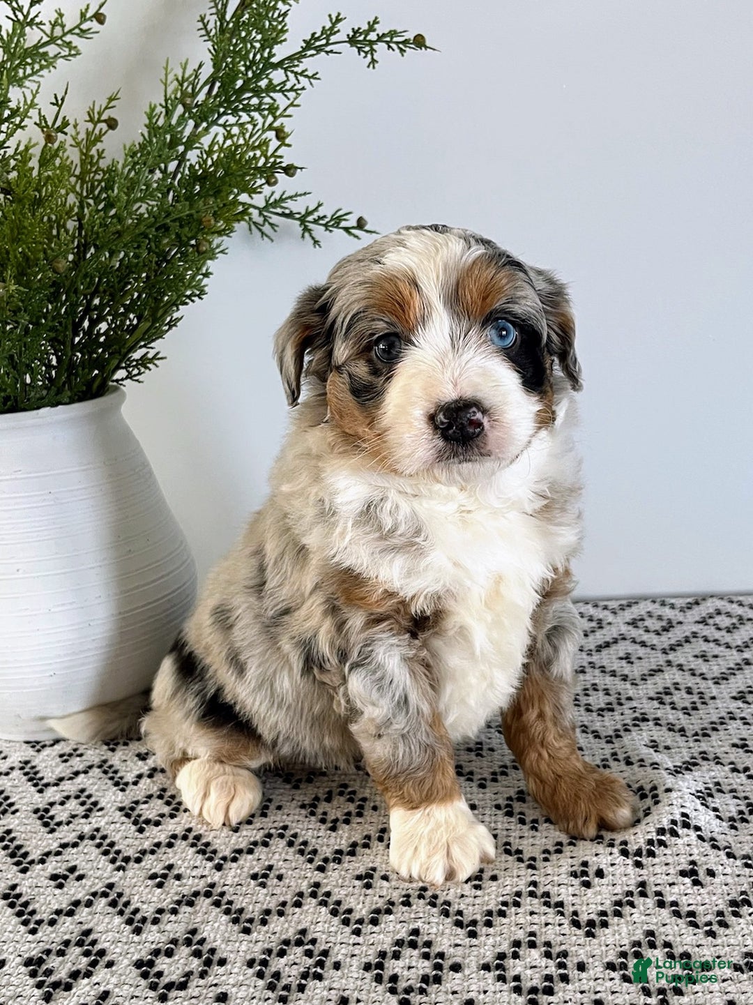 Mini Aussiedoodle dogs for sale: Barkley - Ad 1