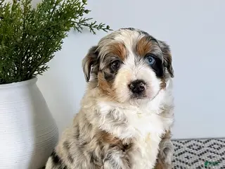 Mini Aussiedoodle dogs Barkley - Ad 20