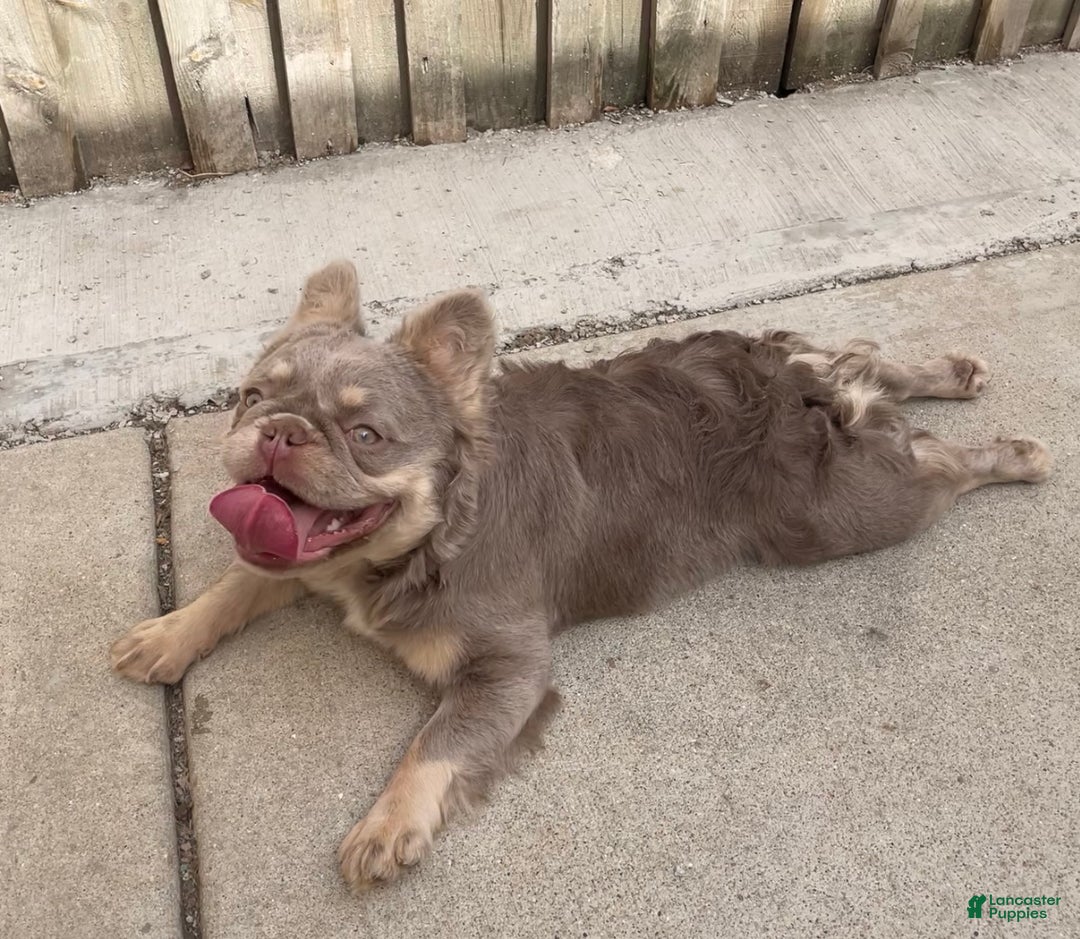 French Bulldog dogs for sale: French Bulldog Puppy 1 - Ad 5