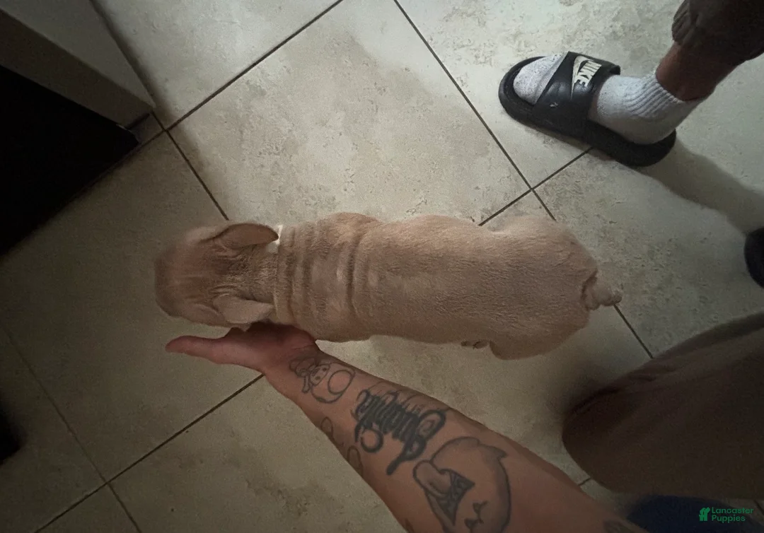 American Bully dogs for sale: American Bully Puppy 3 - Ad 3