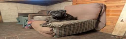 Bullmastiff dogs for sale: Bullmastiff Puppy 1 - Ad 3