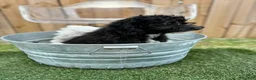 Mini Bernedoodle dogs for sale: Nico - Ad 4
