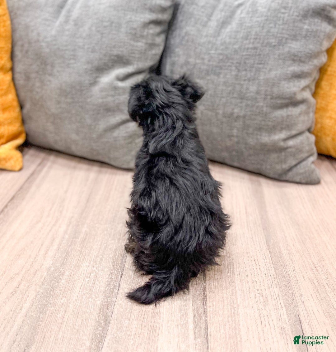 Yorkiepoo dogs for sale: Riley - Ad 6