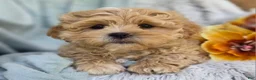Shihpoo dogs for sale: Biscuit - Ad 6