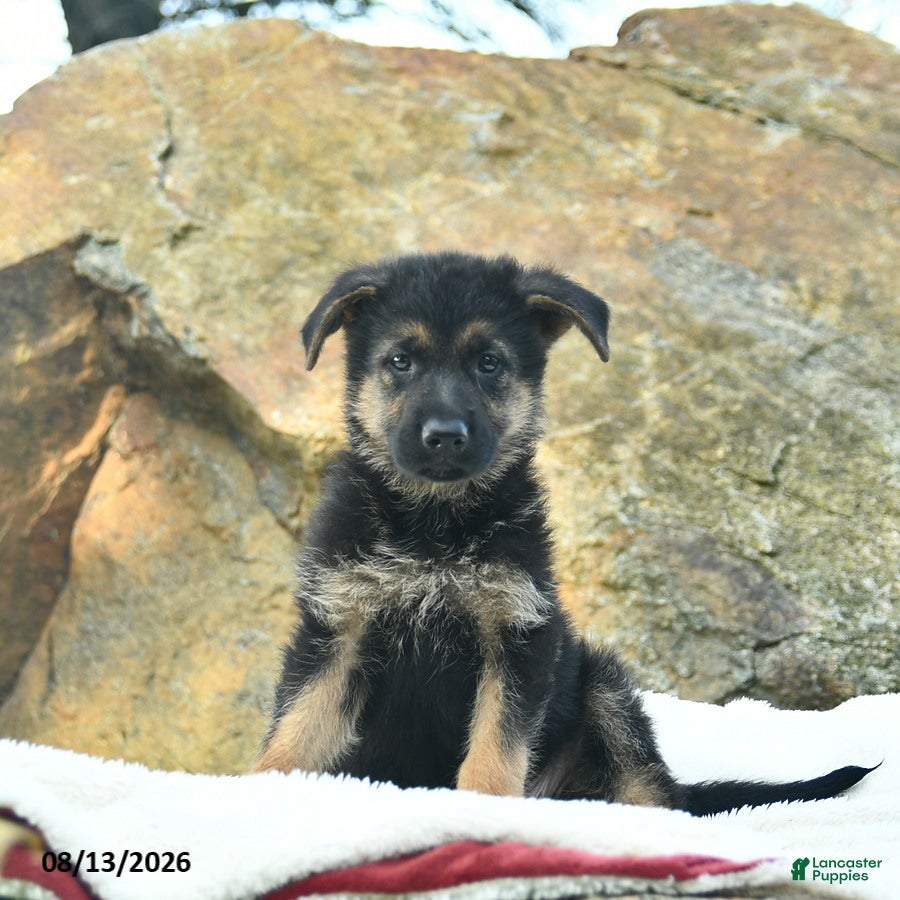 German Shepherd dogs Angel  - Ad 1