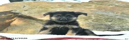 German Shepherd dogs for sale: Angel  - Ad 1