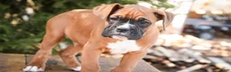 Boxer dogs for sale: Espresso - Ad 3