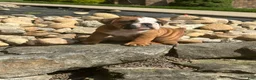 English Bulldog dogs for sale: Bennie - Ad 4